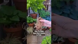 How To Plant Bare Root Hostas In Pots #balconygarden #containergarden #urbangardening