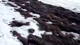 Видео друзей  Ловля юлы и полевого жаворонка