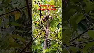 Burung makan srikaya