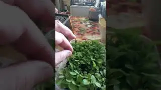 Ужасная пикировка. Без потерь. Без лекарств.