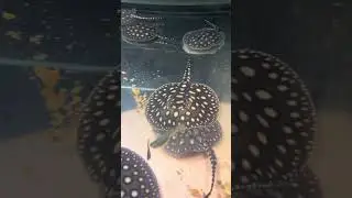 Кормление малышей скатов 😋😋😋