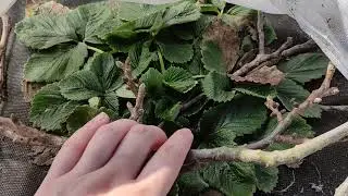 Как перезимовала клубника под укрытием Укрытие клубники на зиму