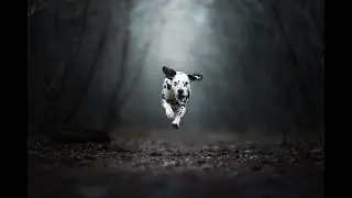 dog photography tutorials teaser #1