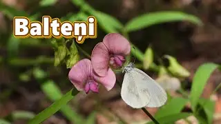Balteņu dzimtas tauriņi (Pieridae)
