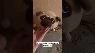 Мопсячий храм 😍#собака #шифа #pug #мопсы #мопс