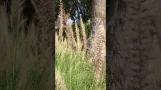 Fountain grass@LSG