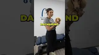 She Brought Her Dog To The Chiropractor!