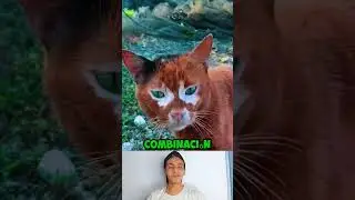 Un gatito arcoiris #shorts