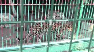 Dubai ZOO