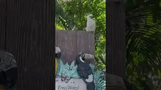 #esselworldbirdpark @esselworldbirdpark1027 #jignagshah
