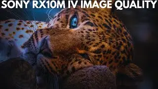 Sony RX10M IV 📸 Sample Photography - Image Quality