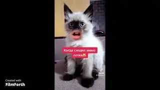 Смешные видео с котёнком из ТИК ТОК Невская маскарадная порода #невскаямаскарадная #тикток #tiktok