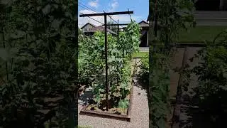 The harvest began to die #harvestgarden