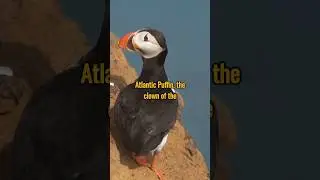 It's Time to Open Up About Atlantic Puffin| 