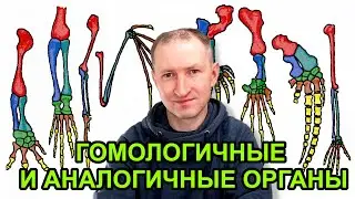 Гомологичные и аналогичные органы