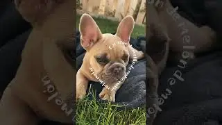 The cutest puppy ever? 🥹🥹 #cutepuppy #puppy #puppylife