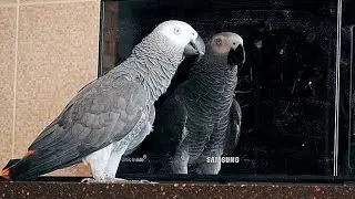 ЖАКО ПЕТРУНЯ - ПОПУГАЙ КОТОРЫЙ ГОВОРИТ И ПОЕТ🦜🤗