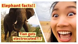 Elephant facts you need to know!!!