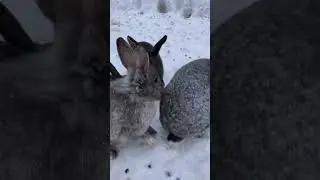 🐰🥕🐾