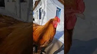 кохинхин палевый-шоколад