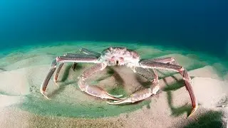 Crab Sound Effects And Video Compilation