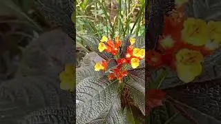 Beautiful Plants in the world 