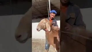 жайдари куйдан зот олиш