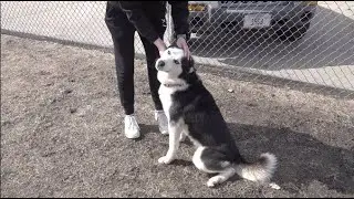 Balto: The Pet of the Week