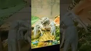 Яшка ишет пару😍😍😍