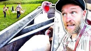Turkey Butchering | So Big I’m Afraid They Won’t Fit in the Bag
