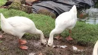 Gooses playing in the mud