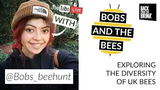 Bobs and the Bees: Exploring the diversity of UK bees
