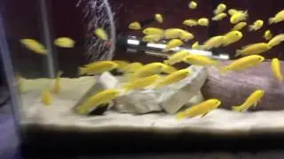 3 Fry Tanks - How To Raise Cichlid Fry!