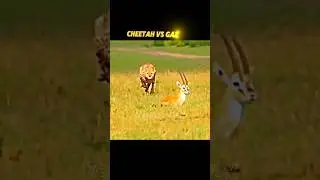 Cheetah vs Gazelle 