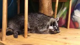 енот Персик умывается