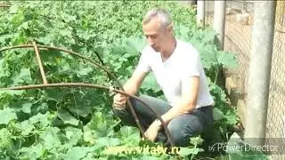 Алексеева Зоя Геннадьевна и Живой Огурец | RYTP