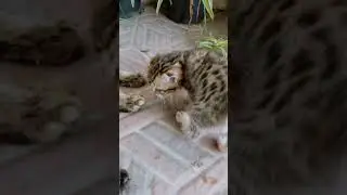 Anak kucing belang macan #cat