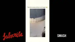 Unusual animal meme compilation FULL PART