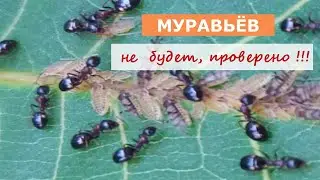 Мои растишки /Дача/ Муравьёв не будет проверено/ Супер средство от муравьёв