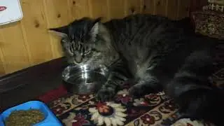 Мейн-Кун Бруклин #пьет воду лежа