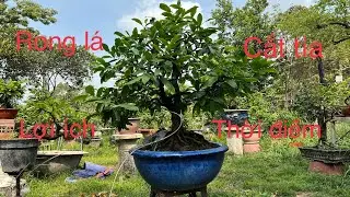 RONG LÁ CẮT TỈA CHO CÂY MAI THÁNG3-THỜI ĐIỂM VÀ CÁCH RONG LÁ CẮT TỈA