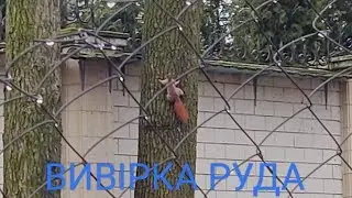 #Білка 🐿️ #вивірка звичайна, білиця, #вівериця лісова, вивериця руда, векша чи телеутка Sciurus