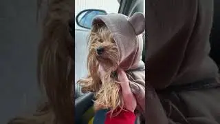 Йоркширский терьер