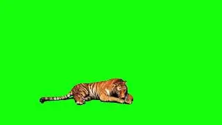 green screen tiger video