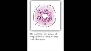 Lower GI Histology