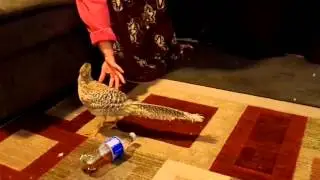 Kung Fu Pheasant