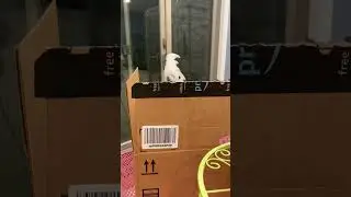 Midori the Umbrella Cockatoo, the only female Too in TooVille♥️