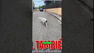 My dog ​​follows me everywhere! There's no escaping him!