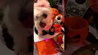 #dogs #paris #happy parisimin doğumgünü💜🧿🌸