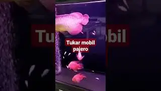 ikan ini mau di tukar sama mobil pajero ngak ada yang mau 